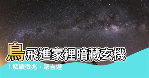 鳥飛進家裏代表什麼